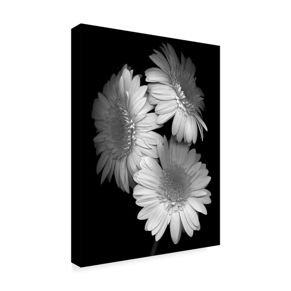 Susan S. Barmon 'Gerbera Daisy Black And White' Canvas Art,18x24